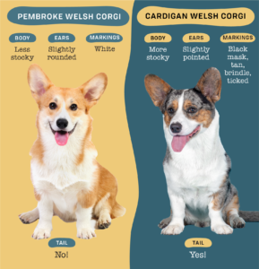 what-the-difference-between-corgi-and-welsh-corgi