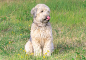 wheaten-terrier