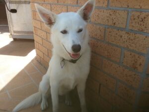 white-kelpie