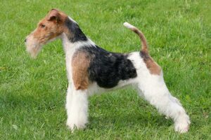 wire-fox-terrier