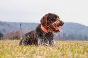 wirehaired-pointing-griffon