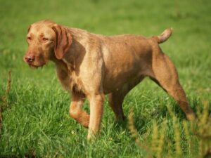 wirehaired-vizsla