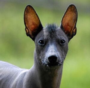 xoloitzcuintli