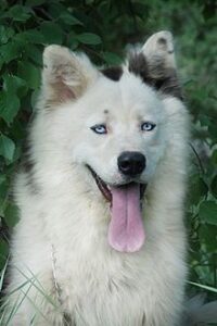 yakutian-laika